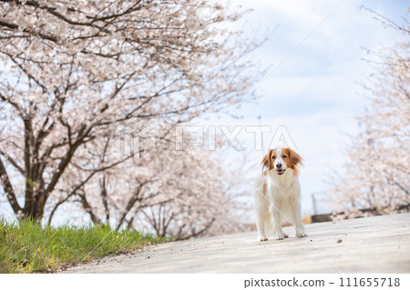 Koikeruhondier, a medium-sized dog, enjoys viewing the cherry blossoms in full bloom (Somei Yoshino) Koikeruhondier, a medium-sized dog, enjoys viewing the cherry blossoms in full bloom (Somei Yoshino) 111655718