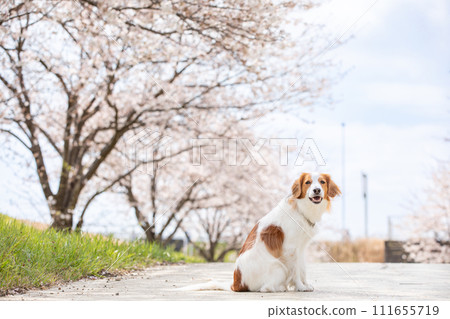 Koikeruhondier，一隻中型狗，喜歡觀賞盛開的櫻花（染井吉野） 111655719