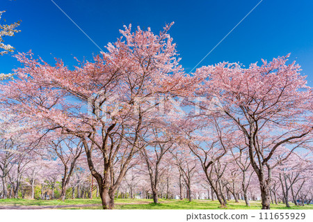 Cherry blossom viewing image Cherry blossom viewing image 111655929
