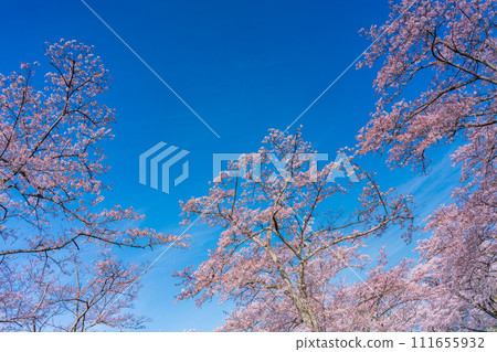 Cherry blossom viewing image Cherry blossom viewing image 111655932
