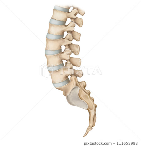 spine spine 111655988