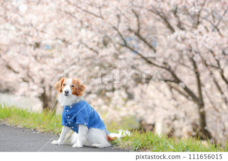一隻中型狗，Koikeruhondier，穿著藍色襯衫在一排櫻花樹上 111656015