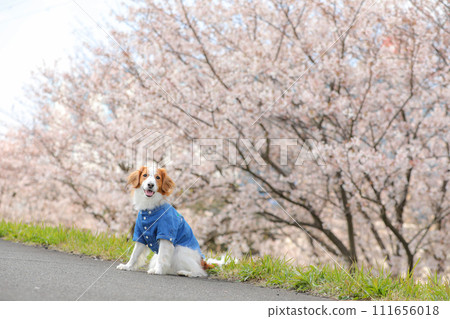 A medium-sized dog, Koikeruhondier, wearing a blue shirt on a row of cherry blossom trees 111656018