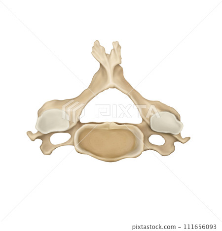 cervical spine cervical spine 111656093