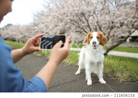 Owner taking a photo of his dog with a smartphone against the backdrop of cherry blossoms Owner taking a photo of his dog with a smartphone against the backdrop of cherry blossoms 111656158