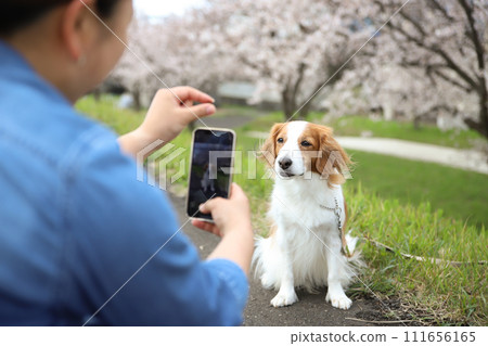 Owner taking a photo of his dog with a smartphone against the backdrop of cherry blossoms Owner taking a photo of his dog with a smartphone against the backdrop of cherry blossoms 111656165