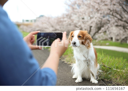 Owner taking a photo of his dog with a smartphone against the backdrop of cherry blossoms 111656167