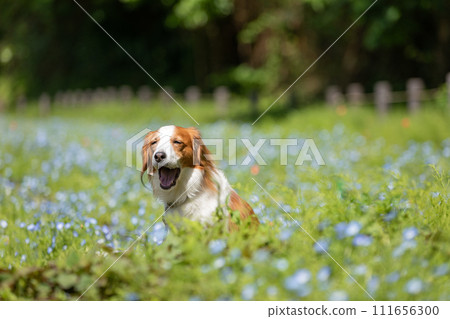 Nemophila 和中型犬 Koikerkhondier Nemophila 和中型犬 Koikerkhondier 111656300