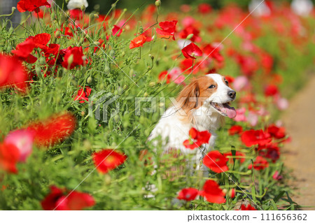 紅罌粟花田裡一隻微笑的中型狗 Koikerkhondier 111656362