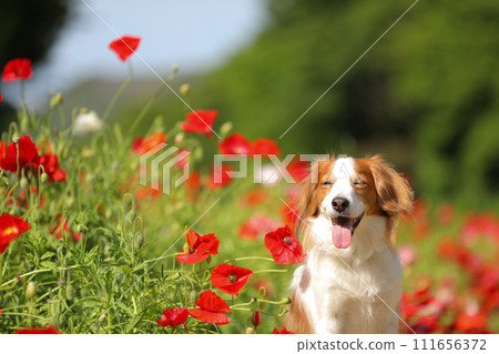 A smiling medium-sized dog Koikerkhondier in a red poppy flower field A smiling medium-sized dog Koikerkhondier in a red poppy flower field 111656372
