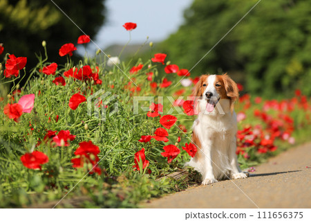 A smiling medium-sized dog Koikerkhondier in a red poppy flower field 111656375