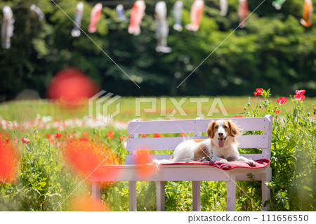Koikerhondier, a medium-sized dog, is photographed with carp streamers and red poppies. Koikerhondier, a medium-sized dog, is photographed with carp streamers and red poppies. 111656550