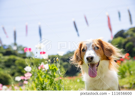 鯉魚旗與中型犬 Koi Kerhondier 111656600