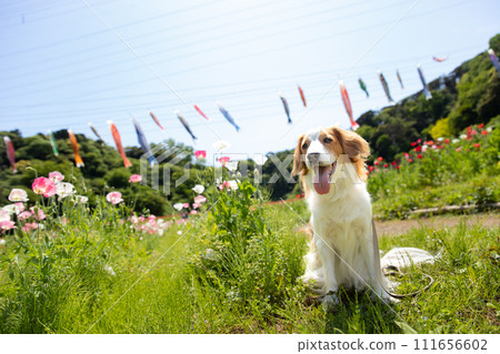 鯉魚旗與中型犬 Koi Kerhondier 鯉魚旗與中型犬 Koi Kerhondier 111656602