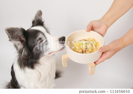 一隻狗從主人那裡接受自製食物（邊境牧羊犬） 111656650