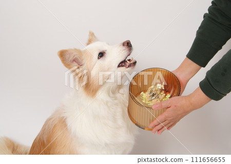 一隻狗從主人那裡接受自製食物（邊境牧羊犬） 111656655