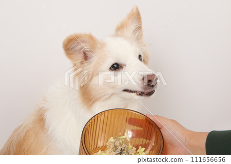 A dog receiving homemade food from its owner (Border Collie) 111656656
