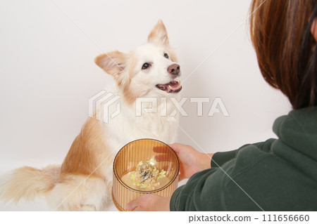 A dog receiving homemade food from its owner (Border Collie) 111656660