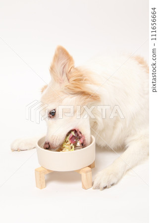 一隻狗從主人那裡接受自製食物（邊境牧羊犬） 111656664