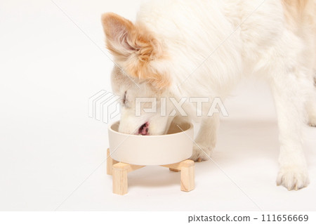 A dog receiving homemade food from its owner (Border Collie) A dog receiving homemade food from its owner (Border Collie) 111656669
