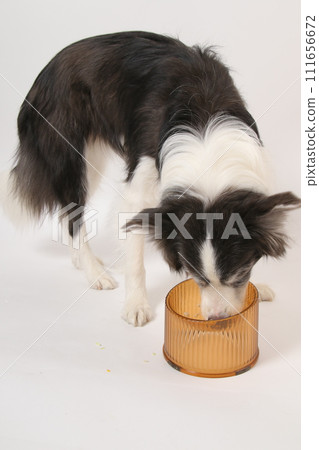 A dog receiving homemade food from its owner (Border Collie) A dog receiving homemade food from its owner (Border Collie) 111656672