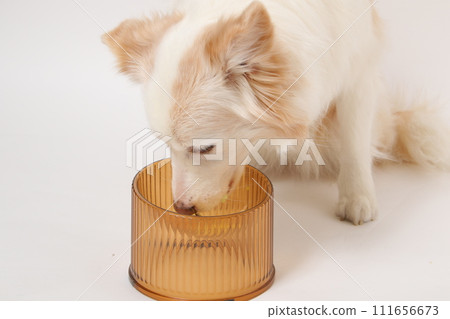 A dog receiving homemade food from its owner (Border Collie) 111656673