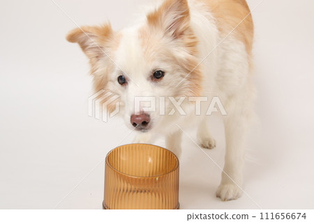 一隻狗從主人那裡接受自製食物（邊境牧羊犬） 111656674