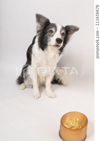 一隻狗從主人那裡接受自製食物(邊境牧羊犬) 一隻狗從主人那裡接受自製食物(邊境牧羊犬) 111656676