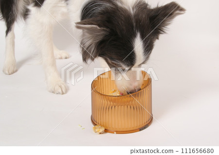 一隻狗從主人那裡接受自製食物（邊境牧羊犬） 111656680