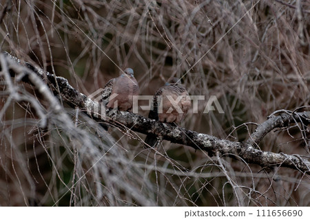 一隻斑鳩棲息在垂枝櫻桃枝上 一隻斑鳩棲息在垂枝櫻桃枝上 111656690