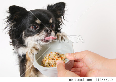 Chihuahua, a small dog, eating homemade food Chihuahua, a small dog, eating homemade food 111656702