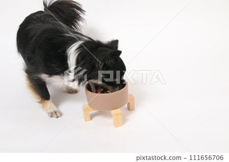 Chihuahua, a small dog, eating homemade food Chihuahua, a small dog, eating homemade food 111656706