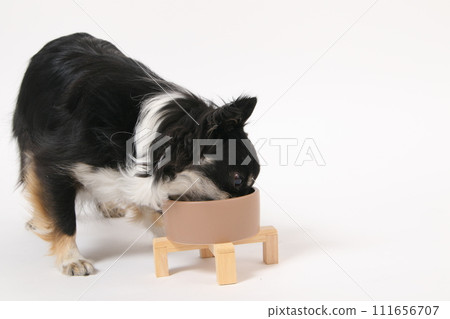 Chihuahua, a small dog, eating homemade food Chihuahua, a small dog, eating homemade food 111656707