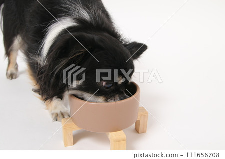 Chihuahua, a small dog, eating homemade food Chihuahua, a small dog, eating homemade food 111656708