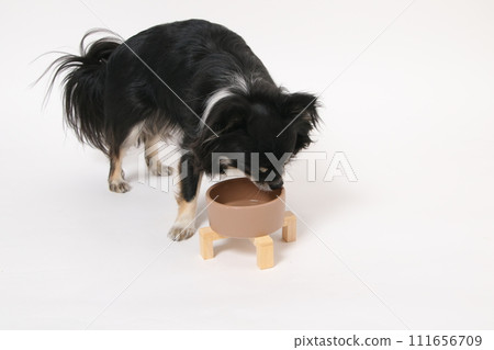 Chihuahua, a small dog, eating homemade food Chihuahua, a small dog, eating homemade food 111656709