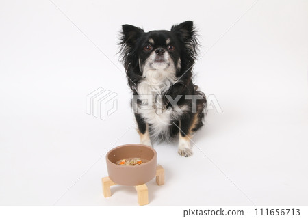 Chihuahua, a small dog, eating homemade food 111656713