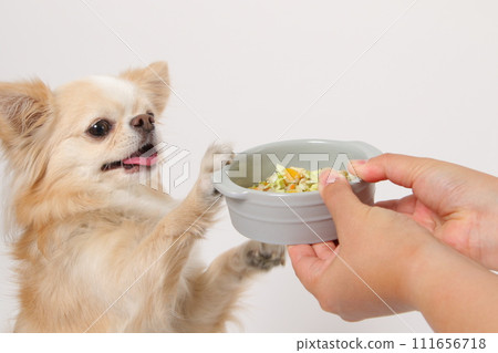 Chihuahua, a small dog, eating homemade food Chihuahua, a small dog, eating homemade food 111656718