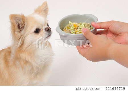 Chihuahua, a small dog, eating homemade food Chihuahua, a small dog, eating homemade food 111656719