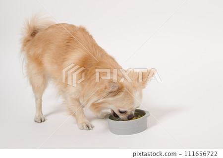 奇瓦瓦狗,一隻小狗,吃自製的食物 奇瓦瓦狗,一隻小狗,吃自製的食物 111656722