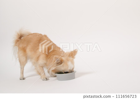 奇瓦瓦狗,一隻小狗,吃自製的食物 奇瓦瓦狗,一隻小狗,吃自製的食物 111656723