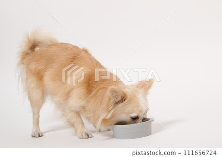 Chihuahua, a small dog, eating homemade food 111656724