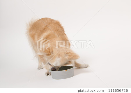 Chihuahua, a small dog, eating homemade food Chihuahua, a small dog, eating homemade food 111656726