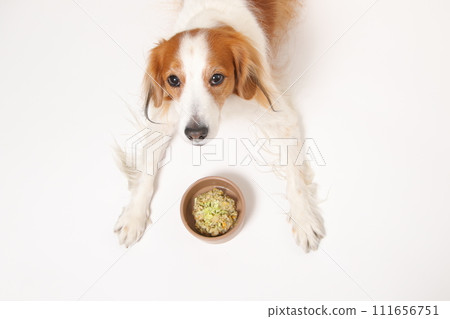 A medium-sized dog, Koikerkhondier, eating homemade food. 111656751