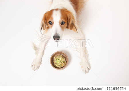 A medium-sized dog, Koikerkhondier, eating homemade food. A medium-sized dog, Koikerkhondier, eating homemade food. 111656754