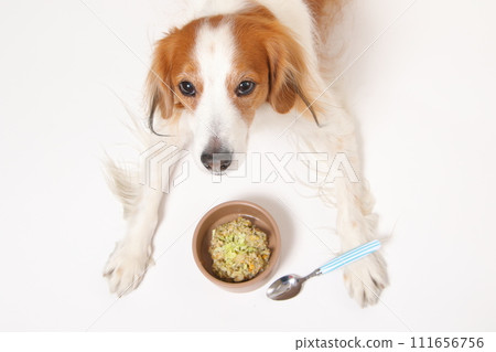 A medium-sized dog, Koikerkhondier, eating homemade food. A medium-sized dog, Koikerkhondier, eating homemade food. 111656756