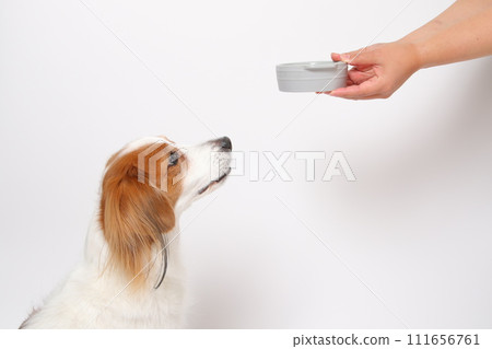 A medium-sized dog, Koikerkhondier, eating homemade food. A medium-sized dog, Koikerkhondier, eating homemade food. 111656761