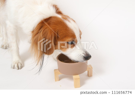 A medium-sized dog, Koikerkhondier, eating homemade food. 111656774