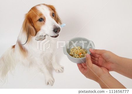 A medium-sized dog, Koikerkhondier, eating homemade food. A medium-sized dog, Koikerkhondier, eating homemade food. 111656777