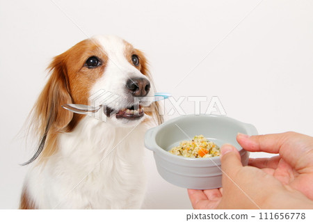A medium-sized dog, Koikerkhondier, eating homemade food. 111656778