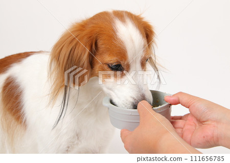 A medium-sized dog, Koikerkhondier, eating homemade food. A medium-sized dog, Koikerkhondier, eating homemade food. 111656785